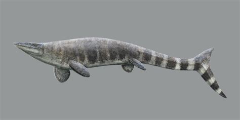 Tylosaurus By Serpenillus Rmesozoicfauna