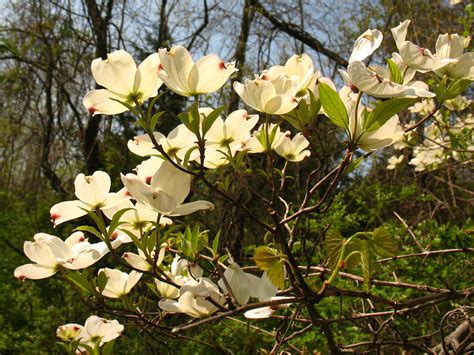 We did not find results for: flowering dogwoods in sun | Rosedale Park, Mercer County ...