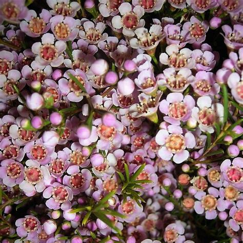 International day of families saturday 15th may. Blush Waxflower | Wholesale Flowers & DIY Wedding Flowers ...