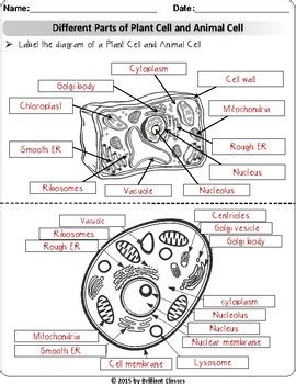 These free animal cell worksheets are great for creating your own science centers in your homeschool or classroom setting. Animal/Plant Cell:Review/Research Worksheets | Digital ...