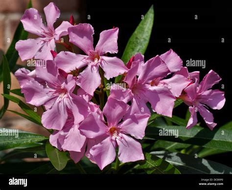 Pink Nerium Oleander Stock Photo Alamy