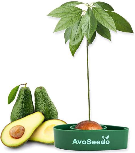 How To Grow Avocado Plants From Pits Apartment Therapy