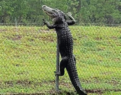 Enorme Alligator Betrapt Op Camera Terwijl Hij Over Hek Klimt Op