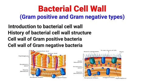 Bacterial Cell Wall Gram Positive And Gram Negative Bacteria Cell Wall