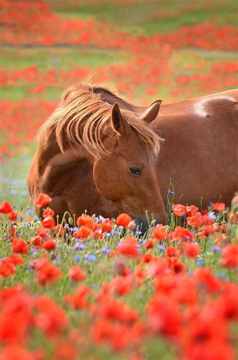 Beautiful Horse In A Meadow Of Spring Flowers Horses Beautiful