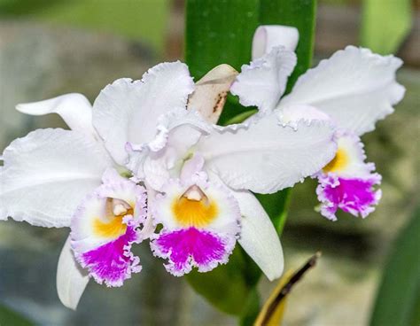 🌺 Orquídeas Colombianas 👉 La Guía Más Completa Del 2024