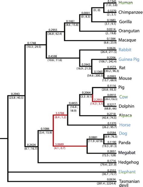 Adaptive Evolution In Col1a2 Phylogenetic Tree Of Mammals Used In This