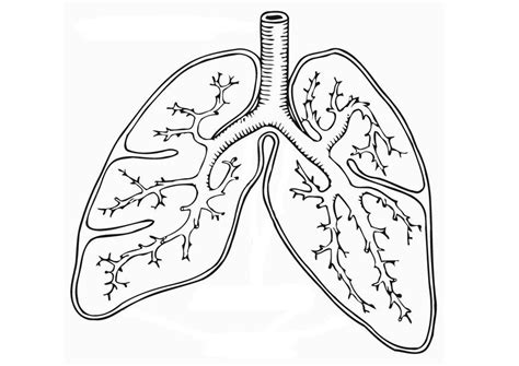 Lungs Printable Coloring Pages In 2020 Human Body Systems