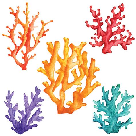 Clip Art Coral 20 Free Cliparts Download Images On Clipground 2023