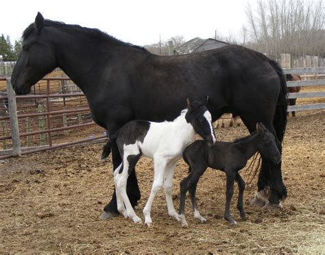 Twin Foals Born At Twin Valley Ranch