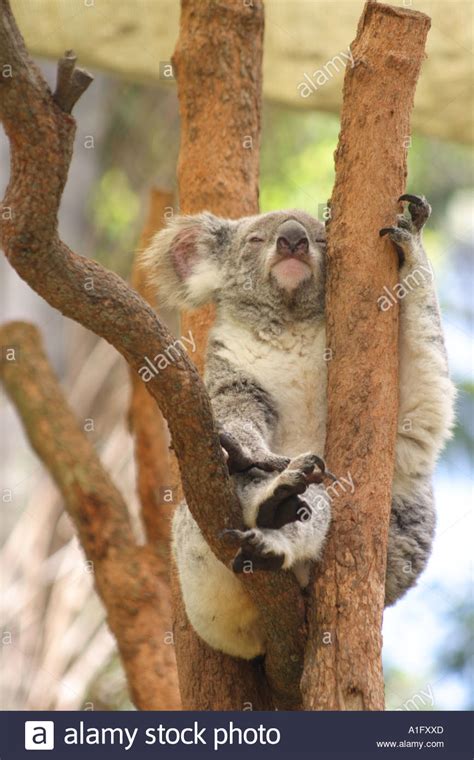 Koala Bear Sitting In A Tree Stock Photo Alamy