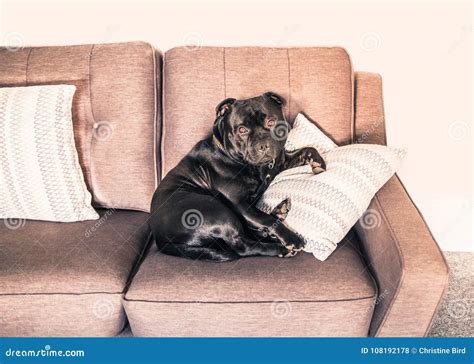 Staffordshire Bull Terrier Dog Sitting On A Sofa Stock Photo Image Of