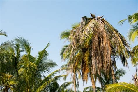 Dying Palm Trees Phoenix Trim A Tree Llc