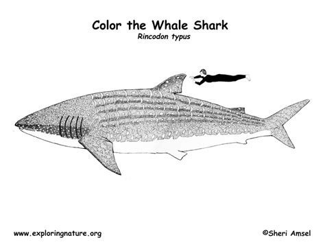 We found for you 15 pictures from the collection of whale coloring pdf! Shark (Whale) Coloring Page