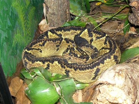 Black Headed Bushmaster Facts And Pictures Reptile Fact
