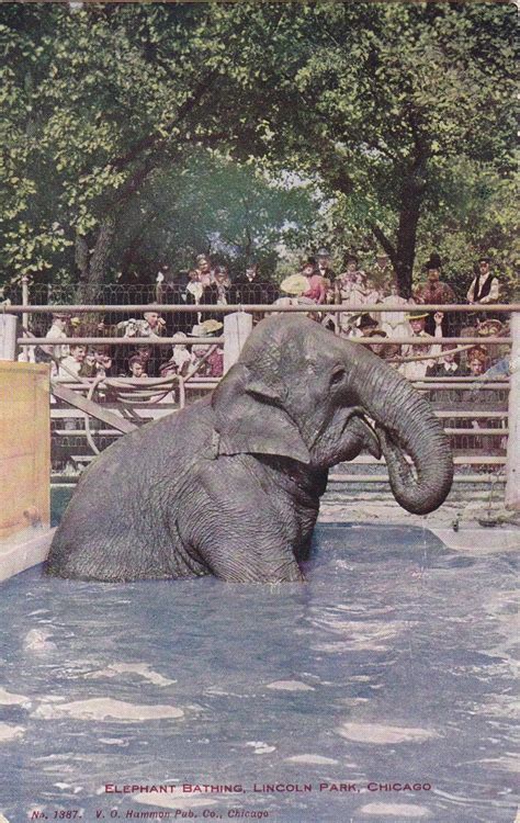 Bathing Elephant 1910s Antique Postcard Lincoln Park Zoo Souvenir