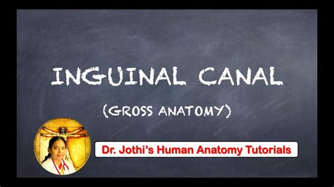 Coronal diagram of the male inguinal anatomy. INGUINAL CANAL (GROSS ANATOMY) TAMIL + ENGLISH - YouTube