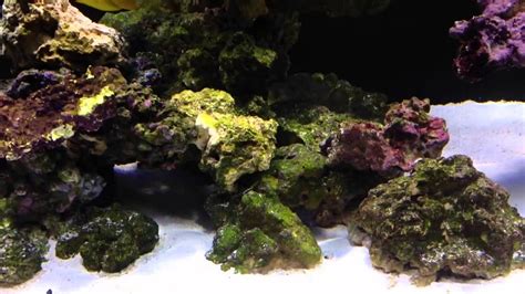 Best 40 gallon fish tanks. 200g Reef Tank - Episode 30 - New Fish - YouTube