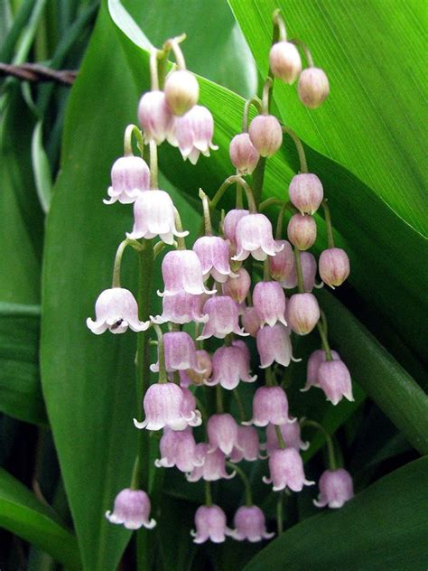 Convallaria Majalis Var Rosea Pink Lily Of The Valley Lily Of The