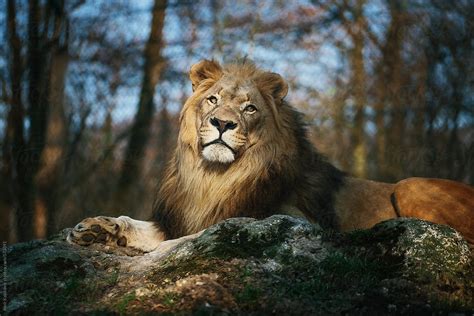 Portrait Of A Proud Lion By Stocksy Contributor Amir Kaljikovic