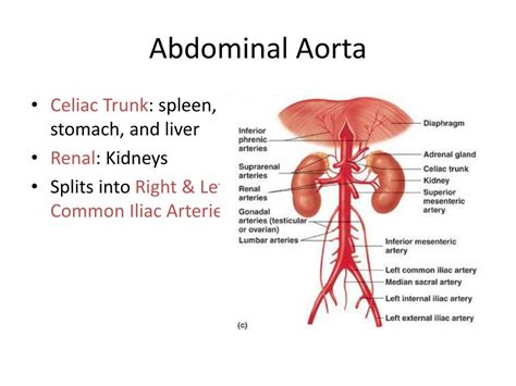 Ppt Arteries And Veins To Know For Practical Powerpoint Presentation