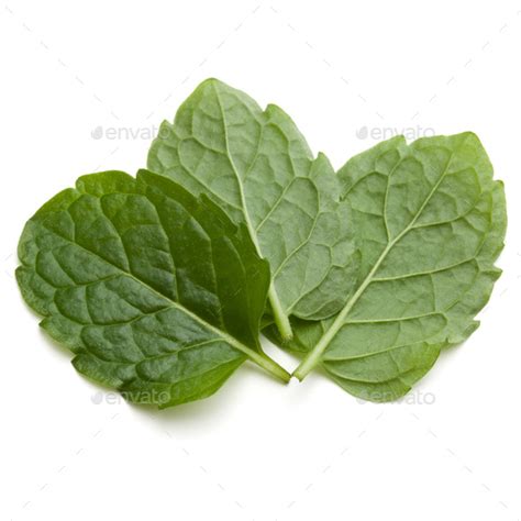 Peppermint Herb Isolated On White Background Cutout Mint Leaves Stock