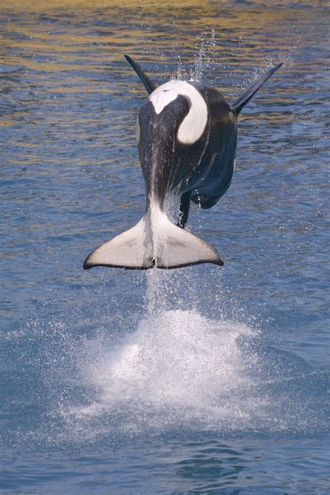Killer Whales Jumping Out Of Blue Water Stock Image Image Of Seawolf