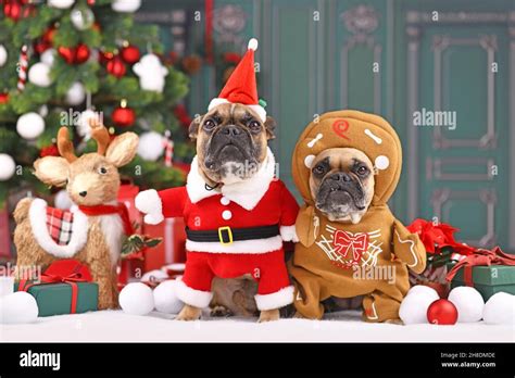 Pair Of French Bulldog Dogs Wearing Funny Christmas Costumes Dressed Up