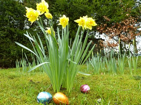 Traditional Woodland Easter Egg Hunt Creative Commons Stock Image