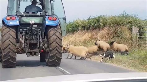 Sheepdog Tries To Busily Herd Tractor Youtube