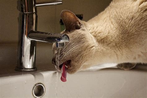 Why Do Cats Like Running Water 4 Vet Verified Reasons Hepper