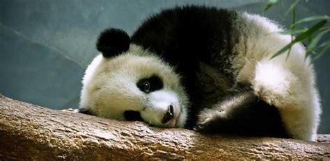 Sad Panda Animal Expressions Pinterest