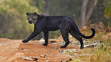 Un léopard noir très rare a été aperçu traversant la route