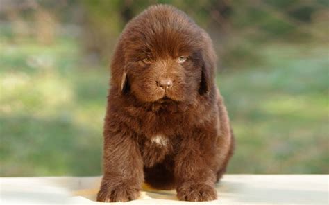 Newfoundland Puppies Breed Information And Puppies For Sale