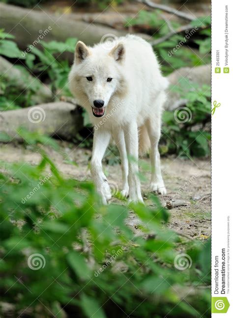 White Wolf Stock Image Image Of Frightening Nature 25453301