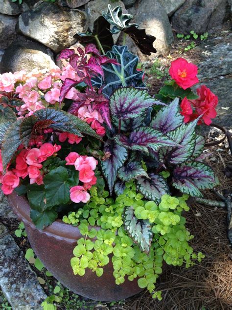 Beautiful Shade Container Container Gardening Plants