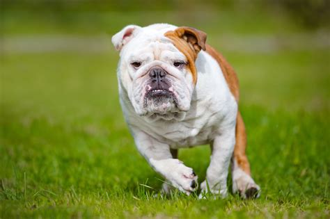 Can English Bulldogs Run Long Distances Prepare To Train Them Properly