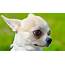 The Apple Head Chihuahua Little Dog Big Love