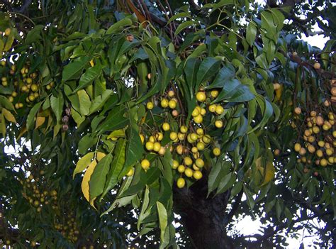 This tree is also referred to as bead tree, pride of india, paradise tree, white cedar, texas umbrella tree, china ball tree, and persian liliac. File:Melia azedarach fruits.JPG - Wikimedia Commons