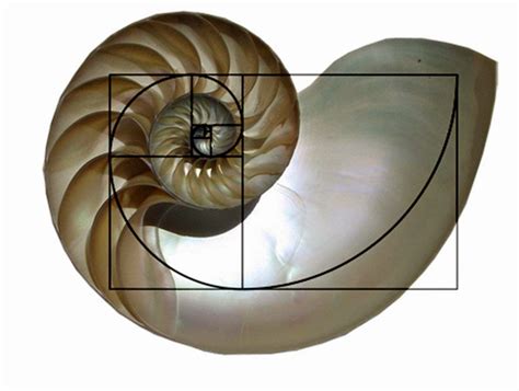 This famous fibonacci sequence has fascinated mathematicians, scientist and artists for many hundreds of the golden ratio manifests itself in many places across the universe, including right here on earth, it is part of earth's nature and it is part of us. UMK-Art & Culture: Choosing Canvas Shapes 2 - The Golden Ratio
