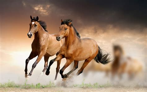 Horses Wallpapers High Quality Download Free