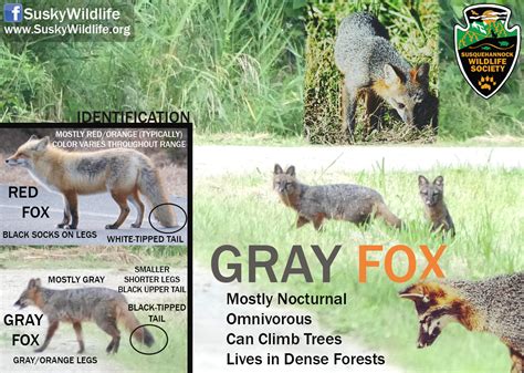 Gray Fox Susquehannock Wildlife Society