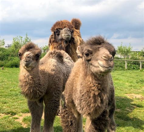 Look At These Two Cute Baby Camels That Have Been Born At Doncasters