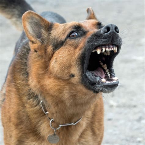 Are German Shepherds Really Aggressive Debunking The Myths World
