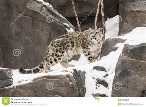 Snow Leopard Cub Walking On Snow Covered Rocky Led Stock Image Image