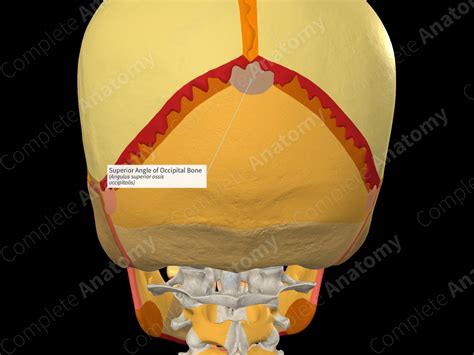 Superior Angle Of Occipital Bone Complete Anatomy