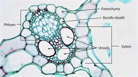 Zea Mays Stem Cross Section Xylem Phloem Sclerenchyma Epidermis My