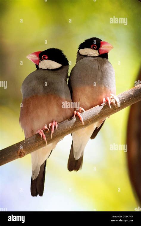 A Pair Of Java Sparrows Padda Oryzivora Also Known As Java Finch