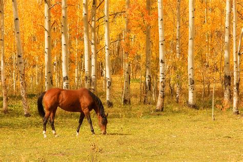 Grazing Horse In The Autumn Pasture Photograph By James Bo Insogna