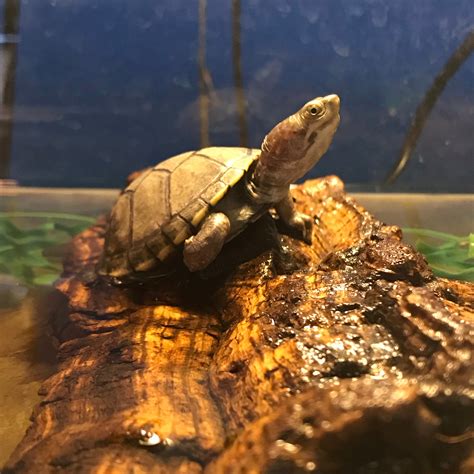Yellow Mud Turtle Cb
